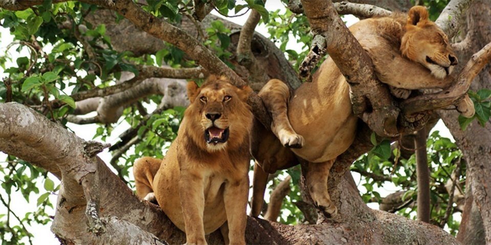 Budget Gorilla trekking Uganda - Uganda tours 