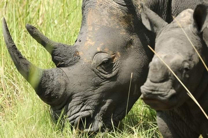 8 Days Rwanda Uganda Gorilla Safaris