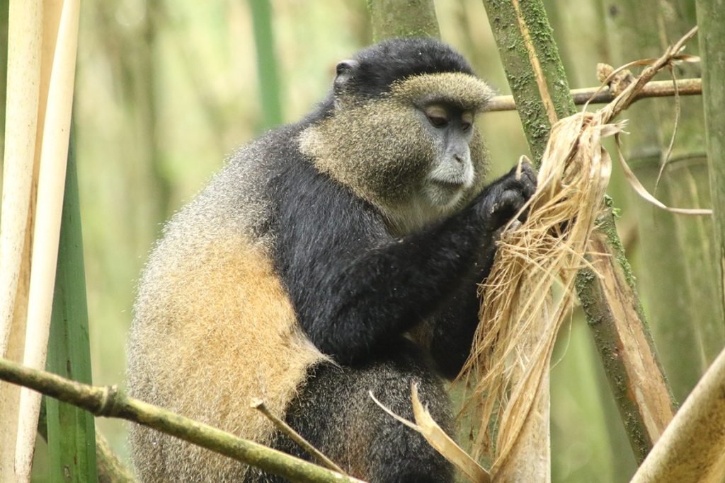 Affordable Primate Tours 