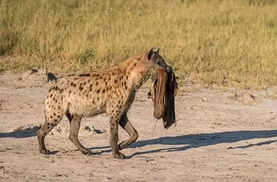 Kenya Wildlife Safaris