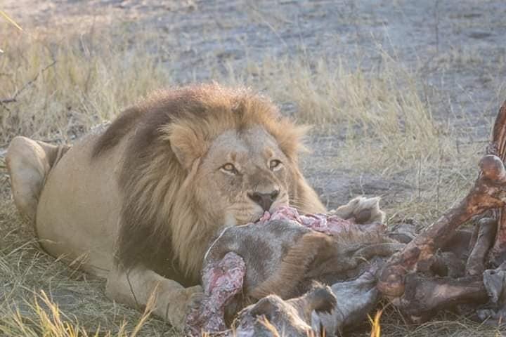 African wildlife holiday