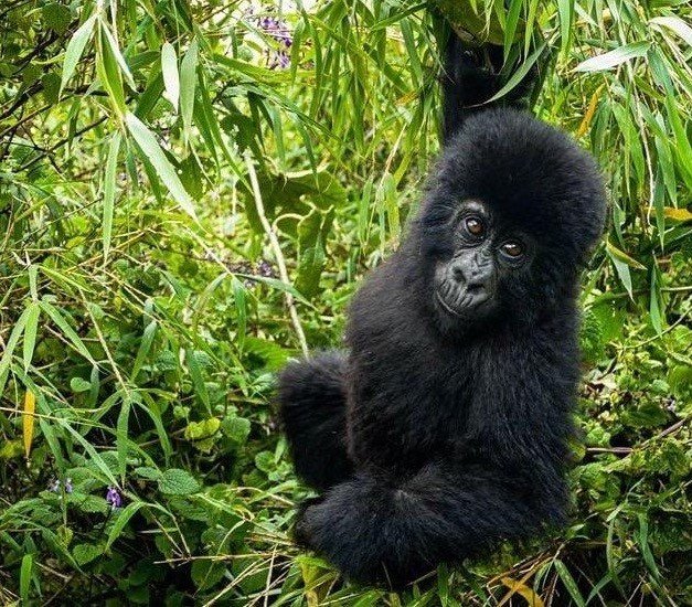Exploring the Beauty of Bwindi Forest