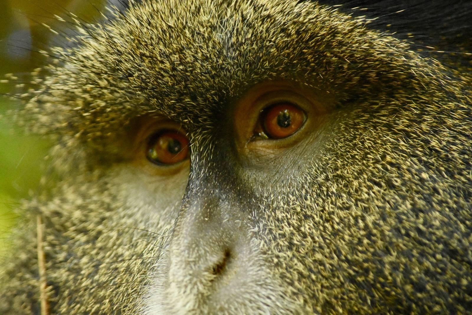 Golden Monkey