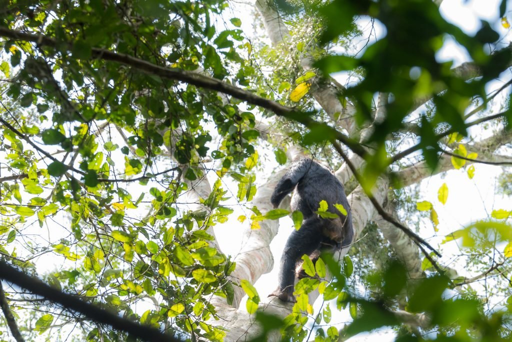 Chimps Movement 
