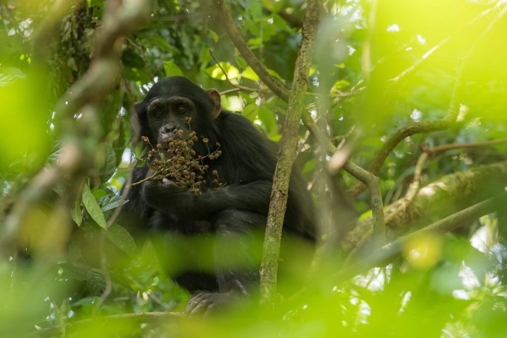 How intelligent are chimpanzees?