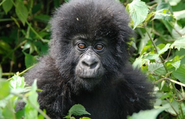 Gorilla safari in Rwanda