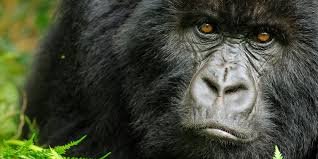 Silverback gorilla weight
