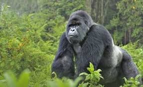 How strong are gorillas 