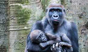 Cross River Gorilla 