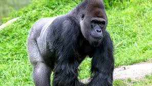 Types of Gorilla Species