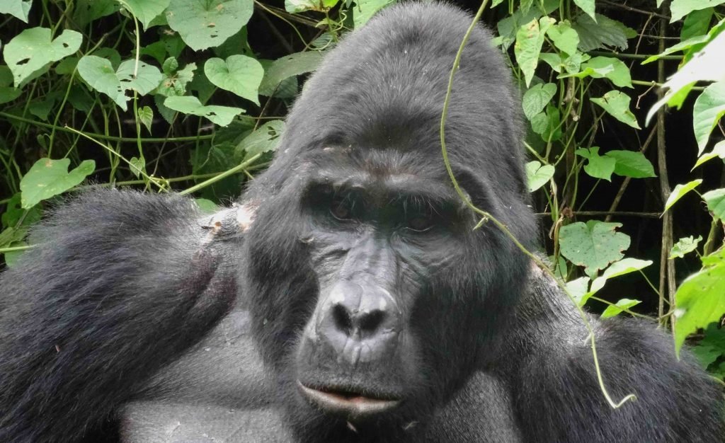 Where Do Mountain Gorillas Live
