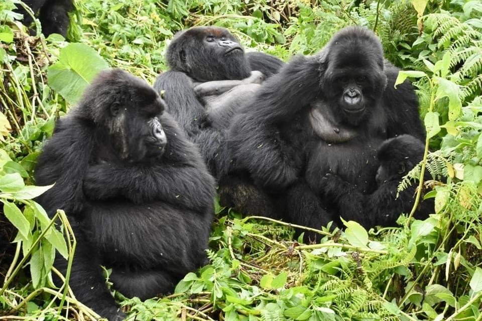 What do gorillas eat