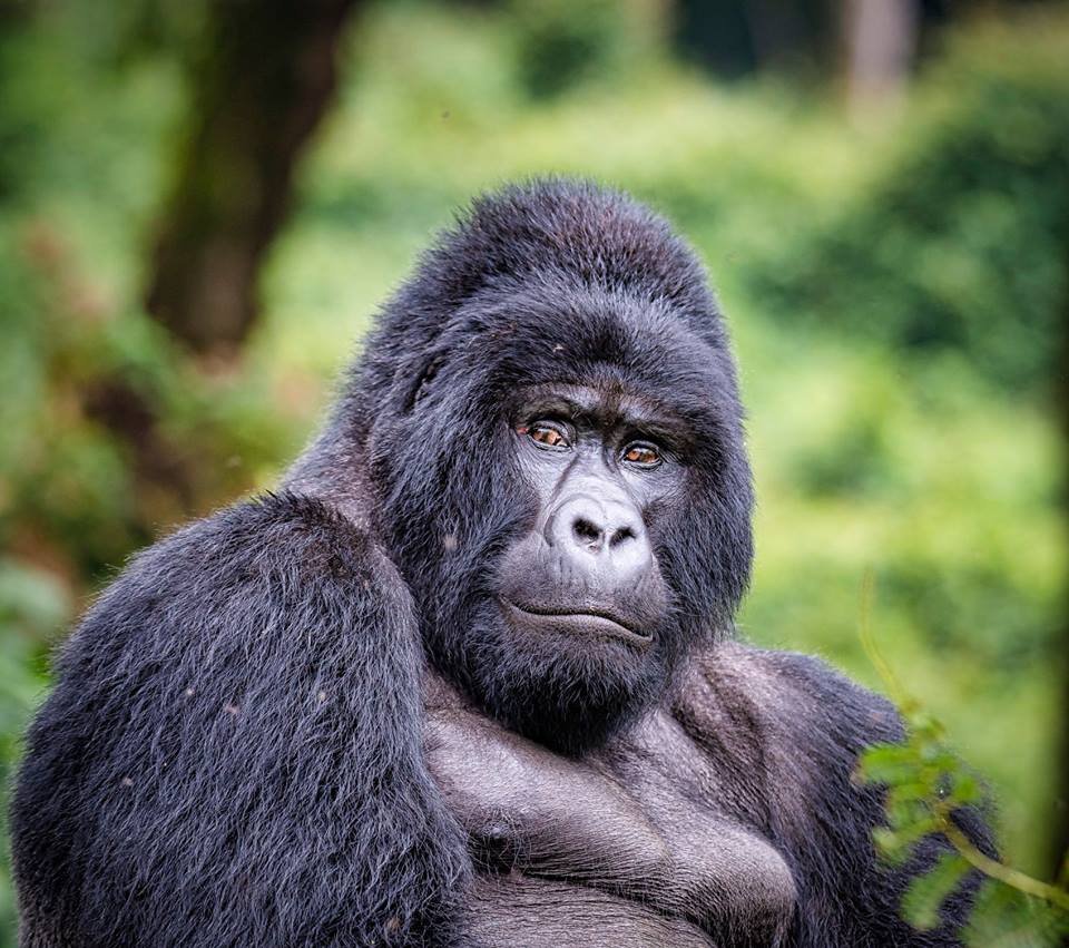 How tall are silverback gorillas