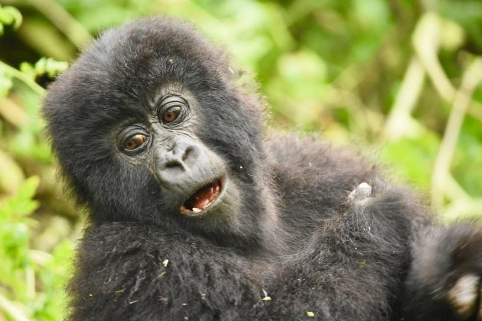 Gorilla Tour in Rwanda
