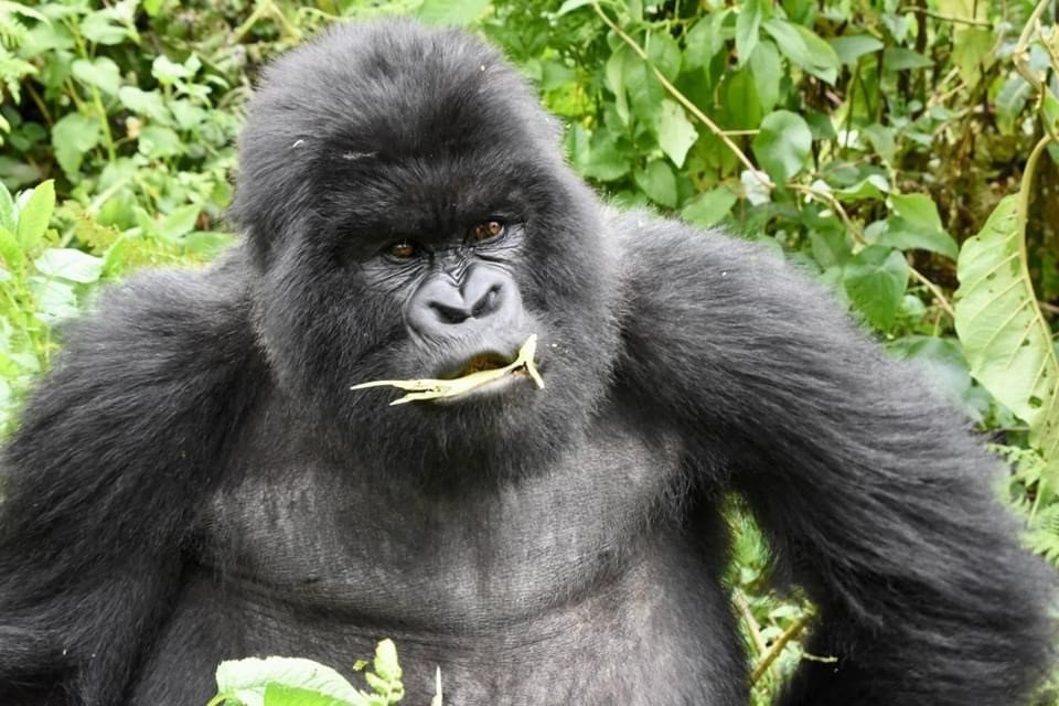 Male Silverback Gorilla