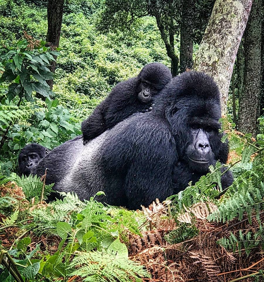 Where do silverback gorilla live