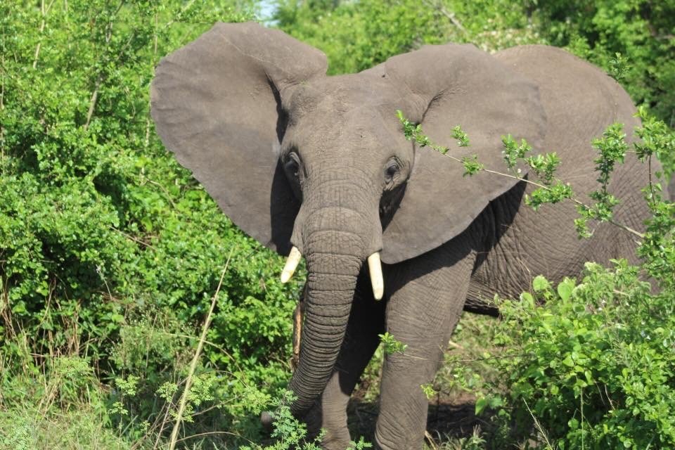 Akagera National Park Rwanda