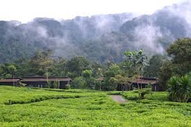 Nyungwe Forest National Park