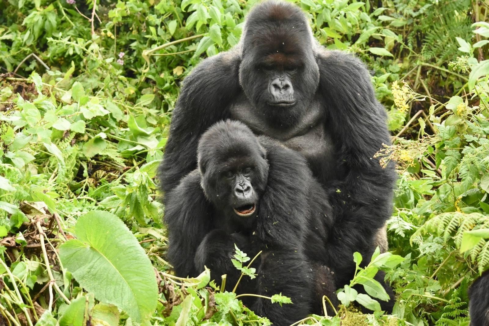 How Do Gorillas Mate?