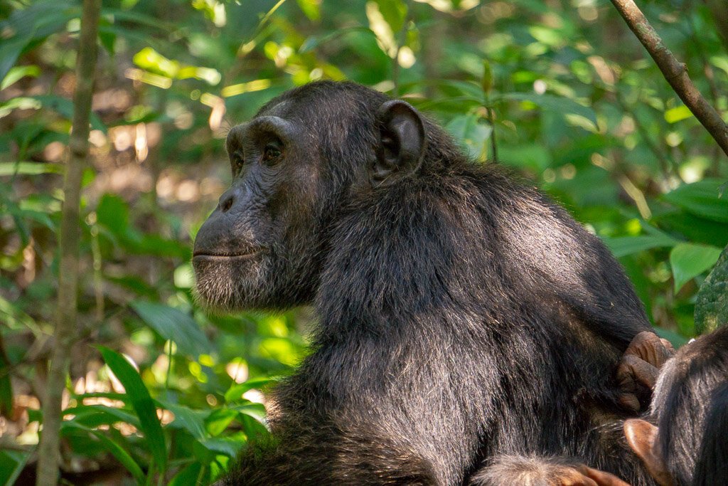 Uganda safari tours