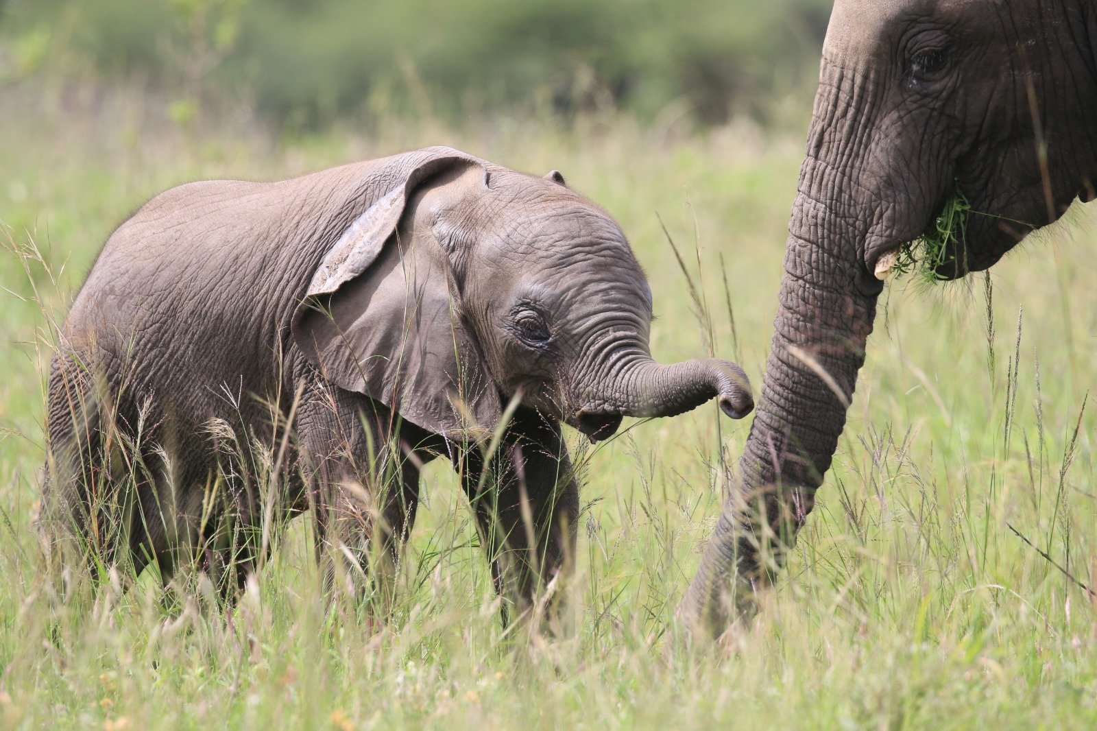 Uganda safari tours