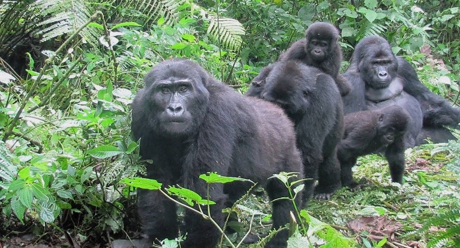 Top 5 Must-See Gorilla Tours in Rwanda