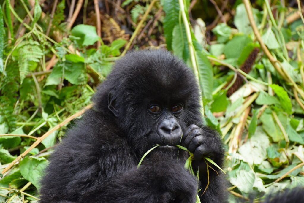 The Mountain Gorillas of Uganda