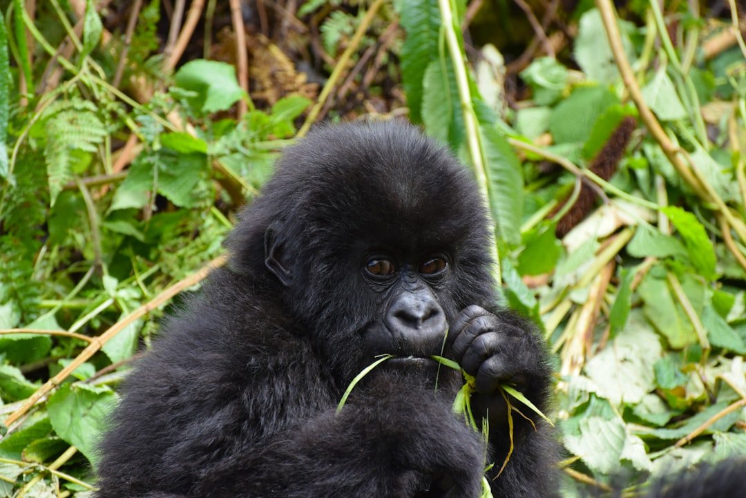 The Mountain Gorillas of Uganda