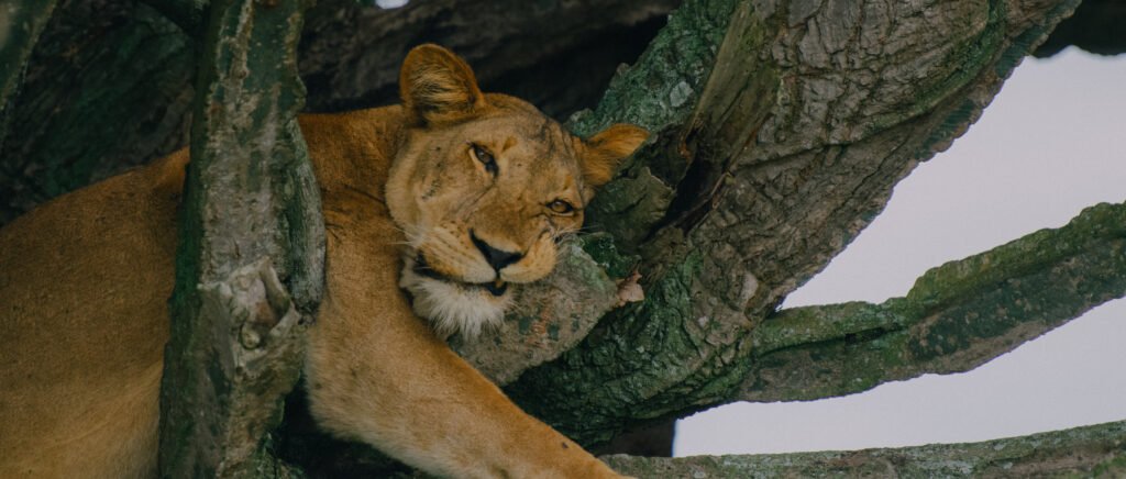 Uganda safari tours