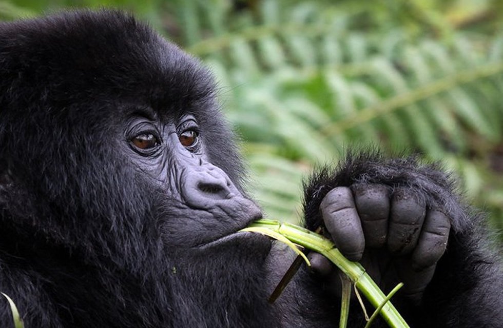 Affordable Tours for Gorilla Trekking Expeditions