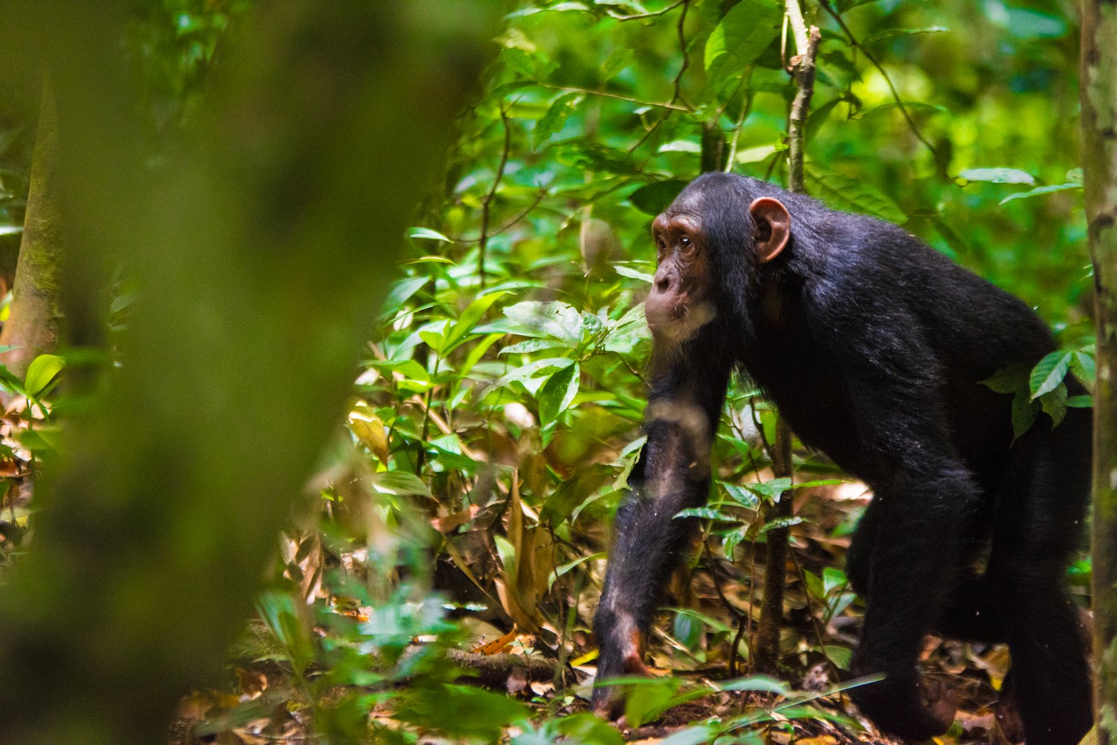 Chimpanzee Vocalisations