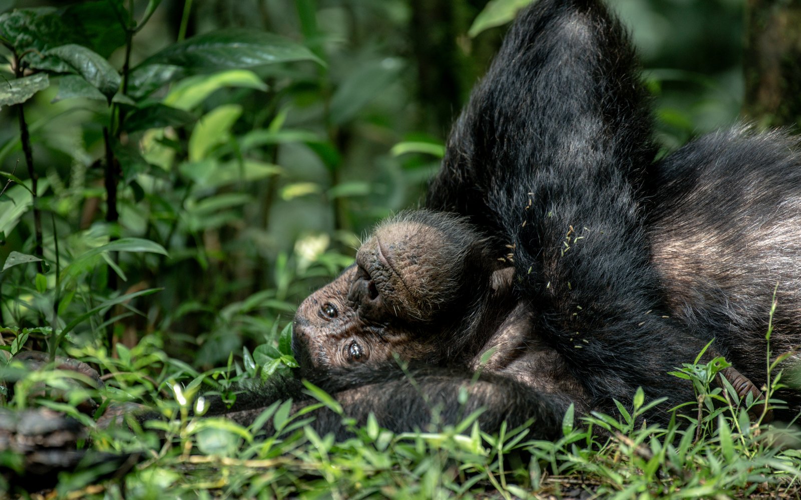 Chimpanzee Diet