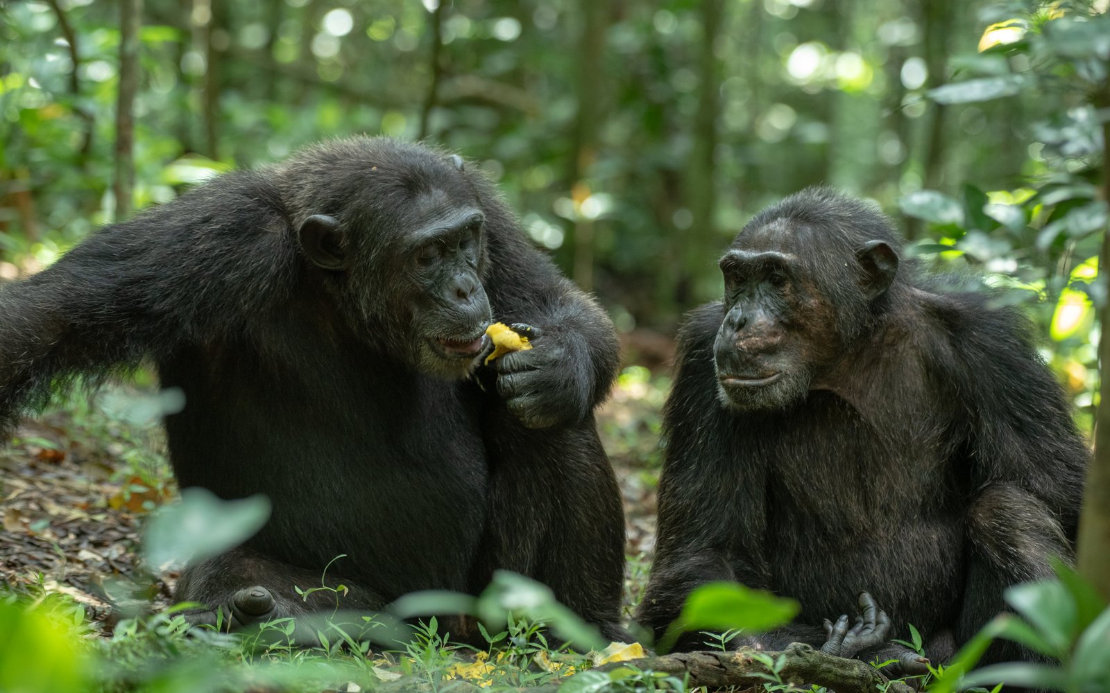 Incredible Strength of Chimpanzees