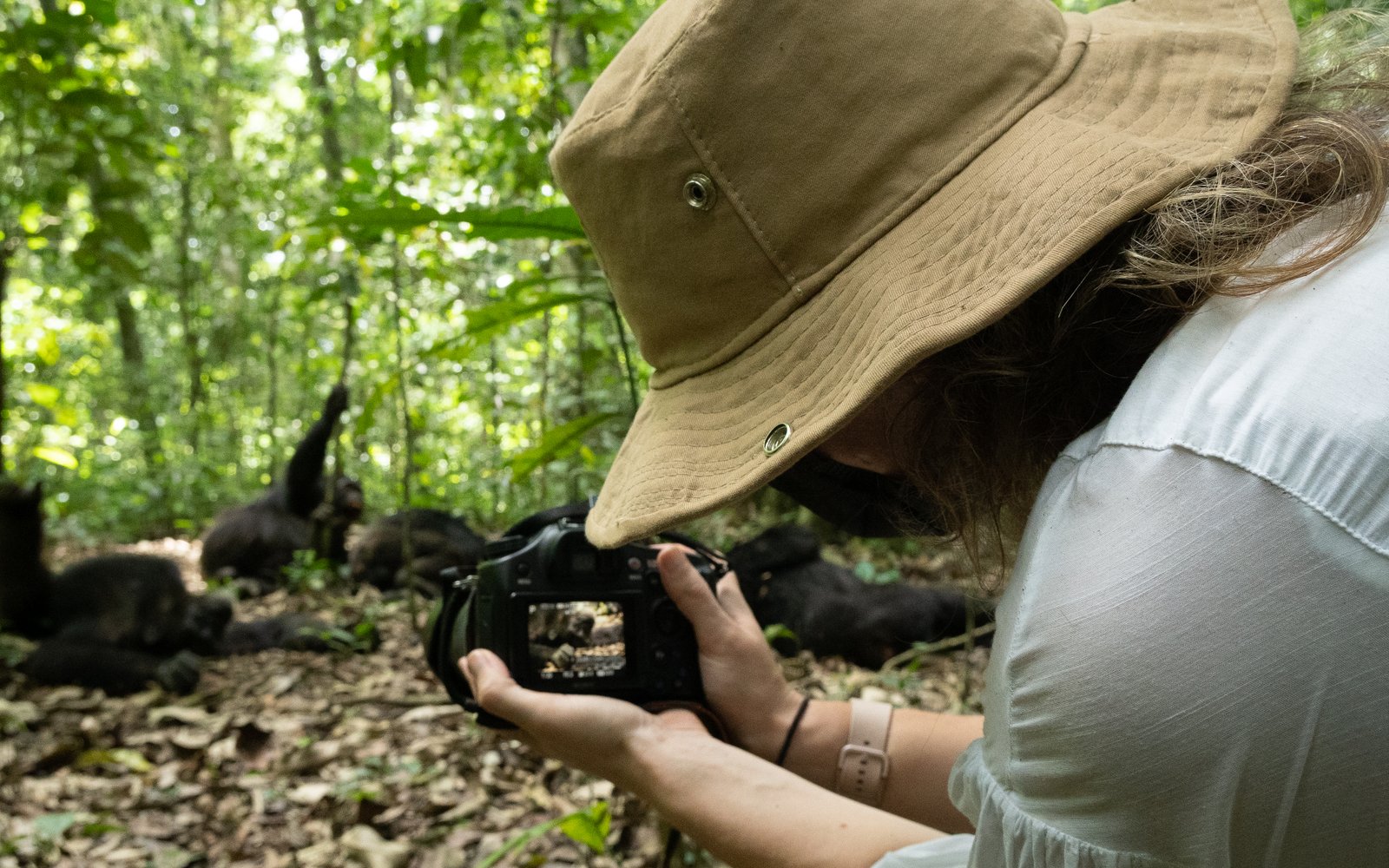 Are Chimpanzees Aggressive?