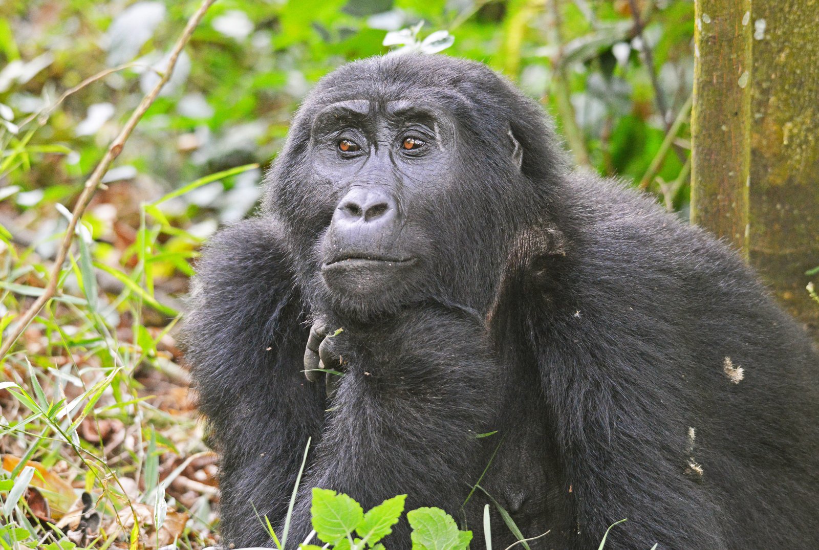 Female Gorilla