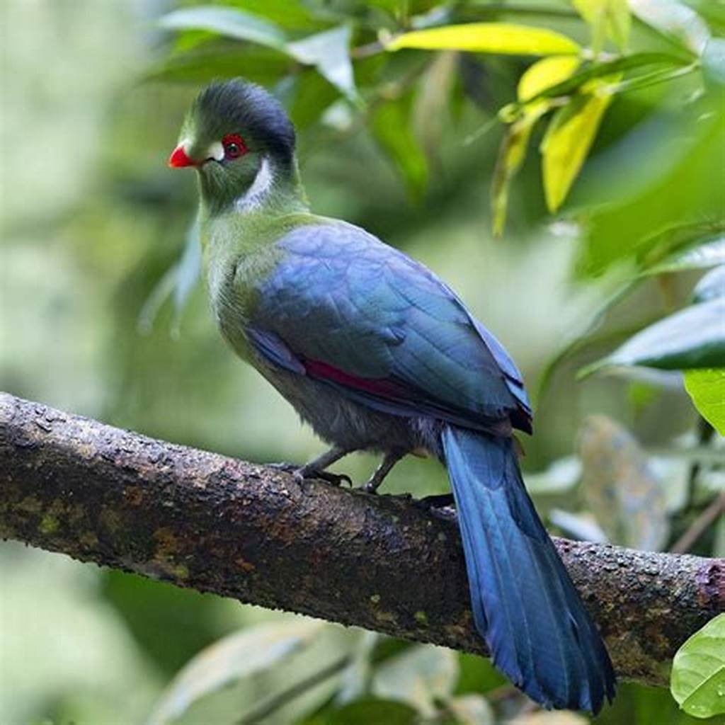 Birding Safari in Uganda