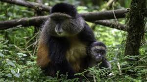 Gishwati-Mukura National Park