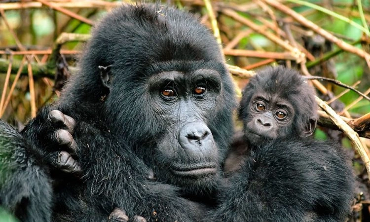 Africa Gorilla Trekking Safaris